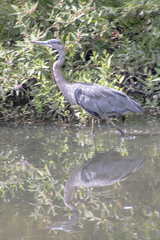 Ardea herodias