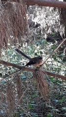 Rhipidura fuliginosa