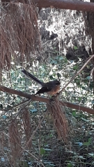 Rhipidura fuliginosa