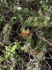 Danaus plexippus