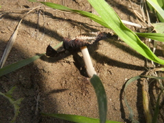 Coprinus calyptratus