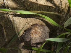 Coprinus calyptratus