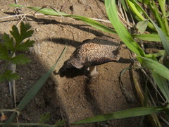 Coprinus calyptratus
