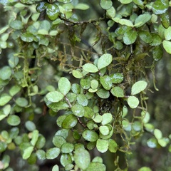 Neomyrtus pedunculata