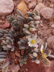 Phemeranthus brevifolius
