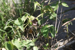 Dictyanthus reticulatus