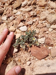 Phemeranthus brevifolius