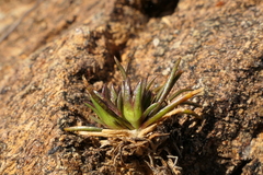 Colobanthus