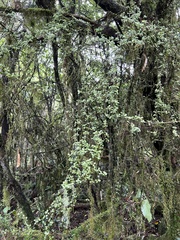 Neomyrtus pedunculata