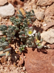 Phemeranthus brevifolius