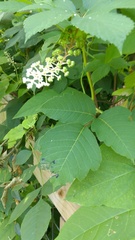 Phytolacca americana