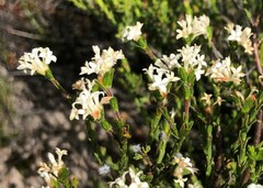 Pimelea phylicoides