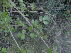 Clematis pauciflora