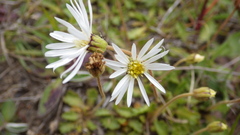 Brachyscome sinclairii