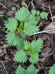 Urtica dioica