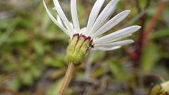 Brachyscome sinclairii