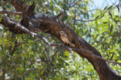 Cincloramphus mathewsi