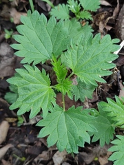 Urtica dioica