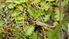 Brachyscome sinclairii