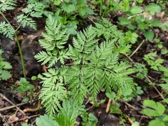 Anthriscus sylvestris