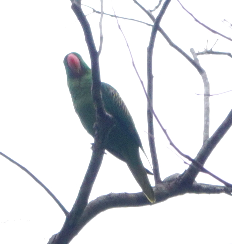 Great-billed Parrot (Tanygnathus megalorynchos), photo 3