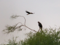 Caracara plancus cheriway