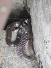 Lycodon aulicus