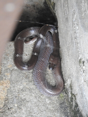 Lycodon aulicus
