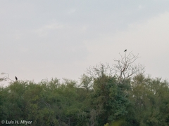 Caracara plancus cheriway