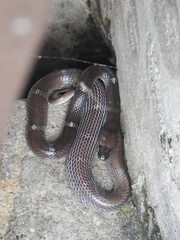Lycodon aulicus