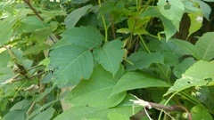 Toxicodendron radicans