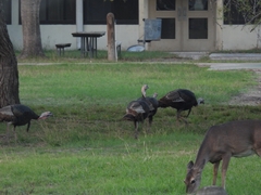 Meleagris gallopavo intermedia