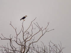 Caracara plancus cheriway