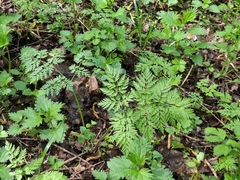 Anthriscus sylvestris