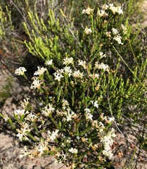 Pimelea phylicoides