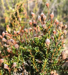 Dillwynia hispida