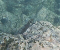 Ophioblennius steindachneri