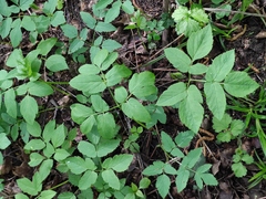 Aegopodium podagraria