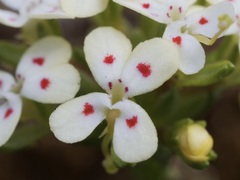 Stylidium guttatum