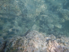 Ophioblennius steindachneri