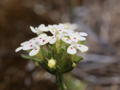 Stylidium guttatum