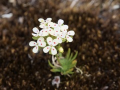 Stylidium guttatum