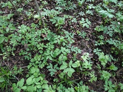 Aegopodium podagraria