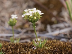 Stylidium guttatum