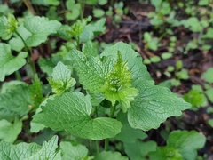 Alliaria petiolata