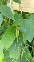 Cynanchum laeve