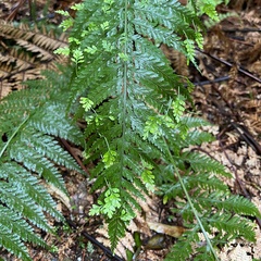 Asplenium bulbiferum