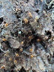 Pselaphinae