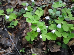 Oxalis acetosella