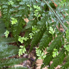 Asplenium bulbiferum